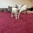 للبيع ماعز قزمي تشكي صنف مستوى