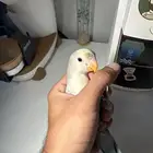 ببغاء روز اليف وهدد