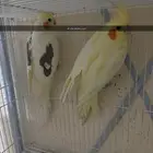 كروانات ثالثه ازواج منتجه وذكرين