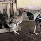 دجاج فارسي وانثى براهما وجوز فارسي