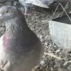 حمام سلفر فرنسي