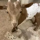 تيوس مواليد