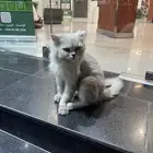 قطة تحتاج تبني و إنقاذ