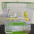 عصافير بادجي جوز