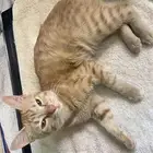 قطه للتبني