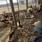 دجاج بلدي