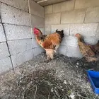 جوز براهما الجوز عمرها 6 شهور