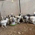 دجاج براهما كولومبي