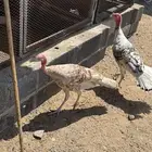 ديوك رومي