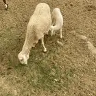 نعجه تحتها انثى