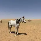 حصان شعبي كفو وطبع طيب وحار مع الحار وبارد مع البارد