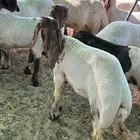 حلاقة أغنام جز صوف