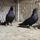زوجين قطايف