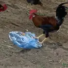 ديك عربي ترثه ( تم البيع )