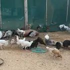 فروخ دجاج