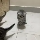 كيتن قطط للبيع