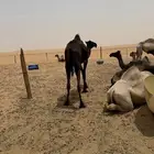 بكره قصب