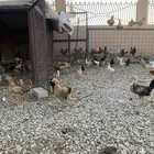 للبيع صوص بلدي فواتح