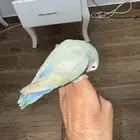 روز اليف