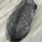 قط سكوتش للتبني