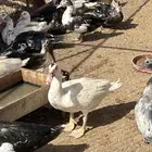 بط شهرمان مسكوفي
