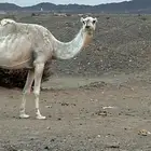 ناقه خلفه حليبها طيب وديوسها سلم فيها حلل شوي ومعها قعود طي