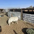 حريه صنف حايل رماح