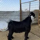 تيس عارضي صنف معرف(تم البيع )