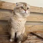 تزاوج سكوتش فولد