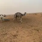 جمل ضروبه على الباتل لامانه الجمل طيب وجدعه مهو بطال مبروك