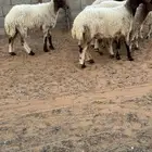 جذعات مقاني