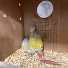 لوري كنيور روز مفقود يلي ضايع علي يتواصل معي بحجلي