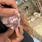 نعجه سواكني صنف معها 2 ذكر وانثى