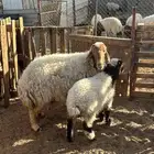 نعجه نعيم سديس ولد معه خروف