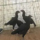 طقم شامو الماني تم اضافه صور جديده