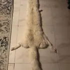 فروت الذئب الابيض الروسي