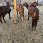 سواكن حمريات مرابي