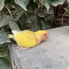 للبيع فرخ روز غر