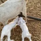 غنم ولد 3 تحتها 4