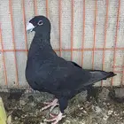 حمام هومر