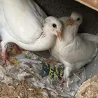 زغليل سلفر وفرنسي