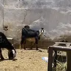 معزا مضريع وحده دافع