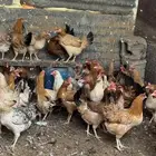 دجاج بياض بلدي