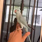 ذكر دره هولندي اليف و هدد و بداية كلام