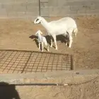 شاه حريه رباع معها رخل