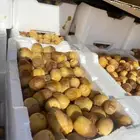 تمر المدينه رويانه