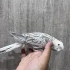 كروان اليف و هدد
