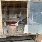 قماري
