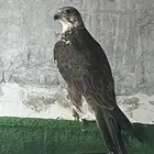 طير حر