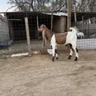 تيس هولندي